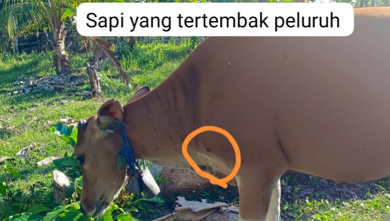 Senjata Api Diduga Digunakan Oknum Untuk Berburu Dan Tembak Sapi