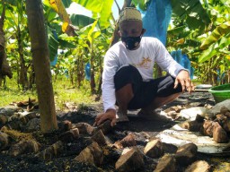 Omzet Budidaya Pisang Cavendish di Bojonegoro Capai Ratusan Juta