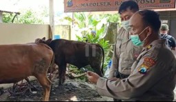 Maling Sapi Dihadang oleh Anggota Polsek Ranuyoso Lumajang