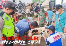 Babinsa dan Tim Puskeswan Bojonegoro Cek Kesehatan Hewan Ternak Cegah Virus PMK