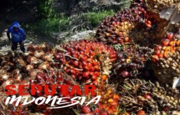 Petani Kelapa Sawit Indonesia Terima Kasih ke Presiden Jokowi Karena Cabut Larangan Ekspor