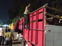 Hewan Asal Mojokerto Ditolak Masuk Surabaya, Indikasi Suspect PMK