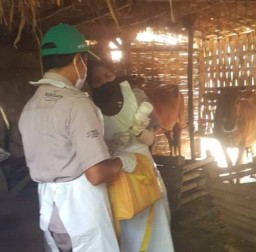Vaksinasi Hewan Ternak di Kabupaten Sampang