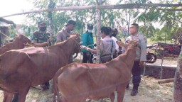 Hewan Ternak di Pamekasan Mulai di Vaksinasi