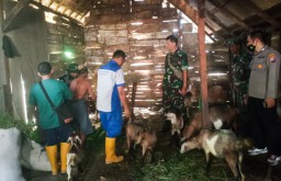 Babinsa Koramil Temayang Bojonegoro, laksanakan Pendampingan Vaksinasi Hewan Ternak
