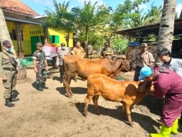 Cegah Virus PMK di Jember, TNI Polri Optimalkan Peran Bhabinkamtibmas dan Babinsa