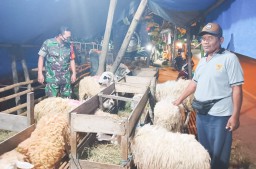 Pastikan Kesehatan Hewan Kurban, Babinsa Kodim Bojonegoro Cek Penjualan Hewan Kurban