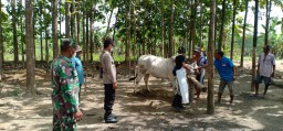 Ini yang Dilakukan Petugas Gabungan Polres Bojonegoro Terkait PMK