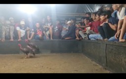 Ramai Penonton, Video Adu Ayam Jago Diduga Ada di Sampang