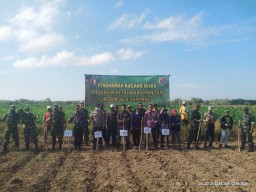 Program Ketahanan Pangan Kodim 0828/SAMPANG Tanam Kacang Hijau