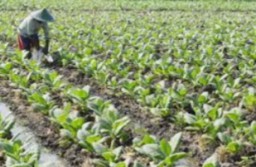 Pemkab Pamekasan Bagi Bagi Hasil Cukai Tembakau