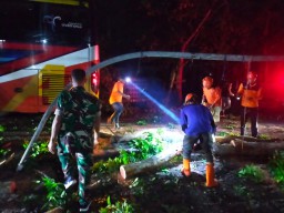 Bus Akas Tertimpa Pohon Tumbang di Pamekasan