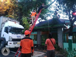 Angin Kencang Sebabkan Pohon Tumbang di Jokotole Pamekasan