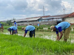 Lapas Kelas II A Pamekasan Tanami Padi Lahan Seluas 1,5 Hektar