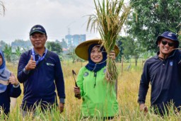 Petani Surabaya Panen 22,4 Ton Padi di Lahan Milik Pemkot