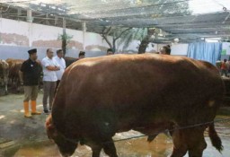 Belasan sapi besar pesanan Wali Kota Eri untuk warga Surabaya