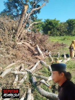 Pohon Milik Warga Di Tebang Secara Brutal, LSKAP Siap Dampingi Ke Jalur Hukum