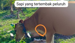 Senjata Api Diduga Digunakan Oknum untuk Berburu dan Tembak Sapi