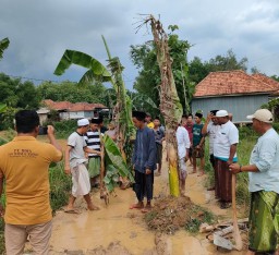 Bentuk Protes Pemerintah, Warga Tanam Pisang Ditengah Jalan