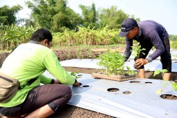 Kendalikan Inflasi, Pemkot Surabaya Tanam 1 Juta Bibit Cabai