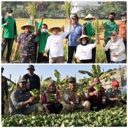 Strategi Pemkot Surabaya Dongkrak Produktivitas Pertanian di Dalam Kota