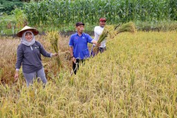 Pemkot Surabaya Bersama Kelompok Tani Kelurahan Made Gelar Panen Raya Padi