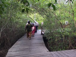 Hingga Pertengahan Tahun 2024, Pengunjung Kebun Raya Mangrove Surabaya Tembus 43 Ribu Orang