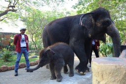 Jadi Kado Spesial di HUT ke-108, PDTS KBS Kenalkan Anak Gajah Sumatera “Rocky Balboa” ke Publik