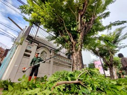 Minimalisir Pohon Tumbang, Pemkot Surabaya Setiap Hari Intensifkan Perantingan