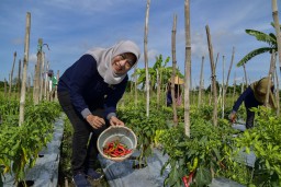Jaga Ketersediaan Bahan Pangan, TPID Surabaya Atur Pola Tanam Bersama Poktan