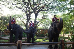 Momentum Libur Panjang, 66.000 Wisatawan Kunjungi Kebun Binatang Surabaya