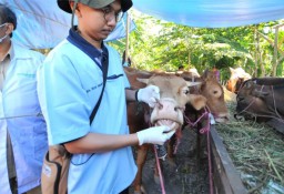 Wabah PMK serang 30 Kabupaten/Kota di Jatim, Wali Kota Eri: Monitoring di lapangan Diperketat