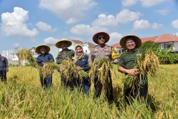 Pemkot Surabaya dan Kodim Ikut Panen Padi Serentak Nasional