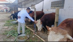 Peringati Idul Adha 1446 H, Cak YeBe Berkurban 15 Sapi dan 10 Kambing untuk Masyarakat