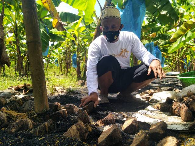 Petani Pisang di Bojonegoro, Omzet Ratusan Juta