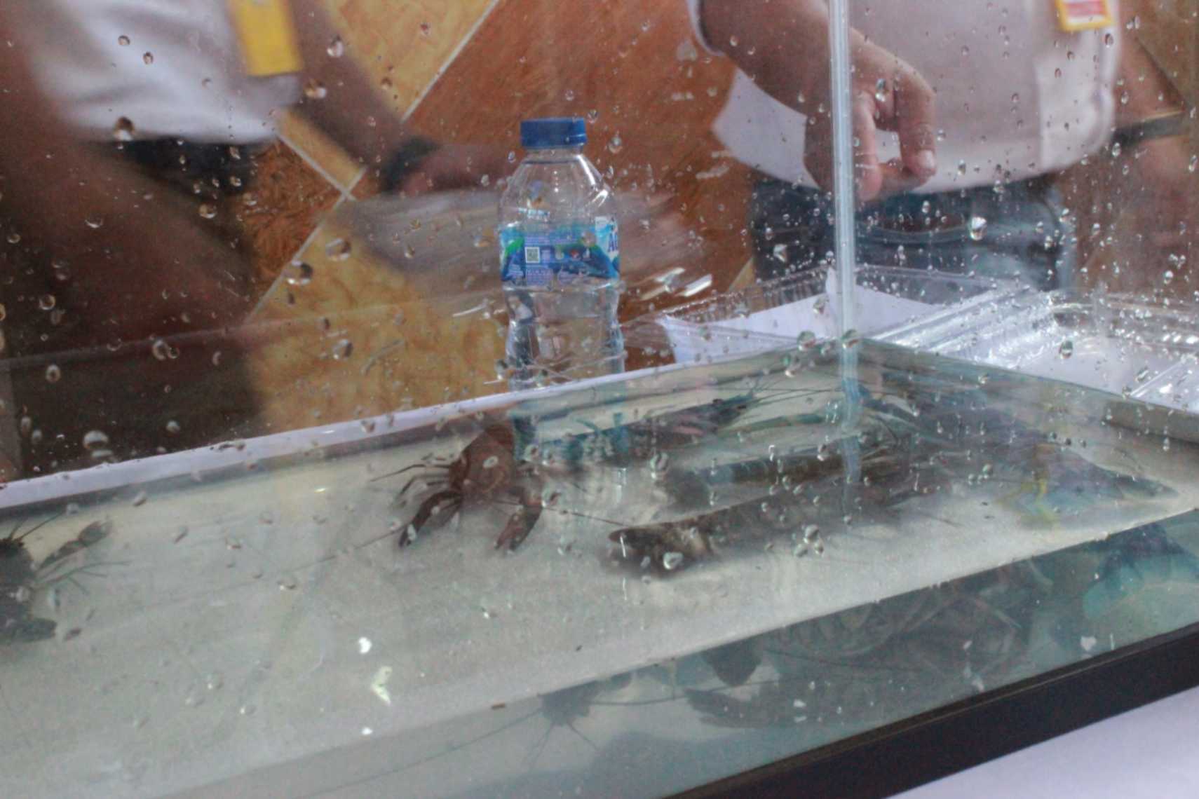 Warga Binaan Lapas dibekali Ilmu Budidaya Lobster