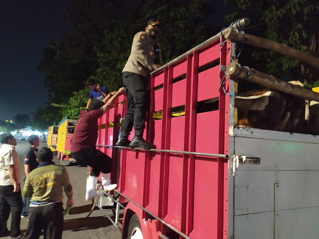 Truks muatan sapi diperiksa anggota Polisi 