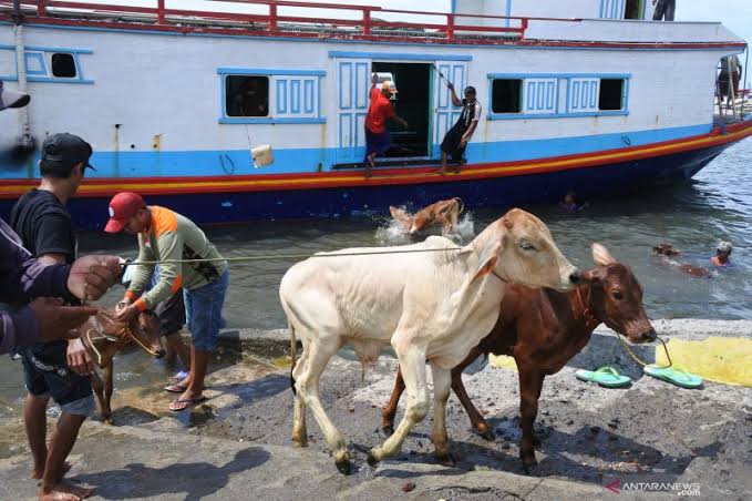 Pengiriman ternak lewat laut