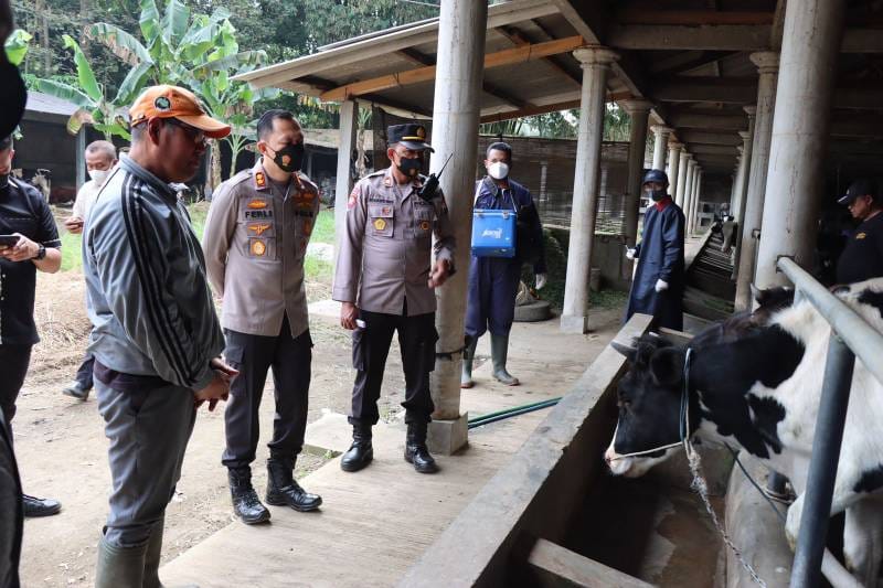 Sapi ekor ternak udah tervaksin