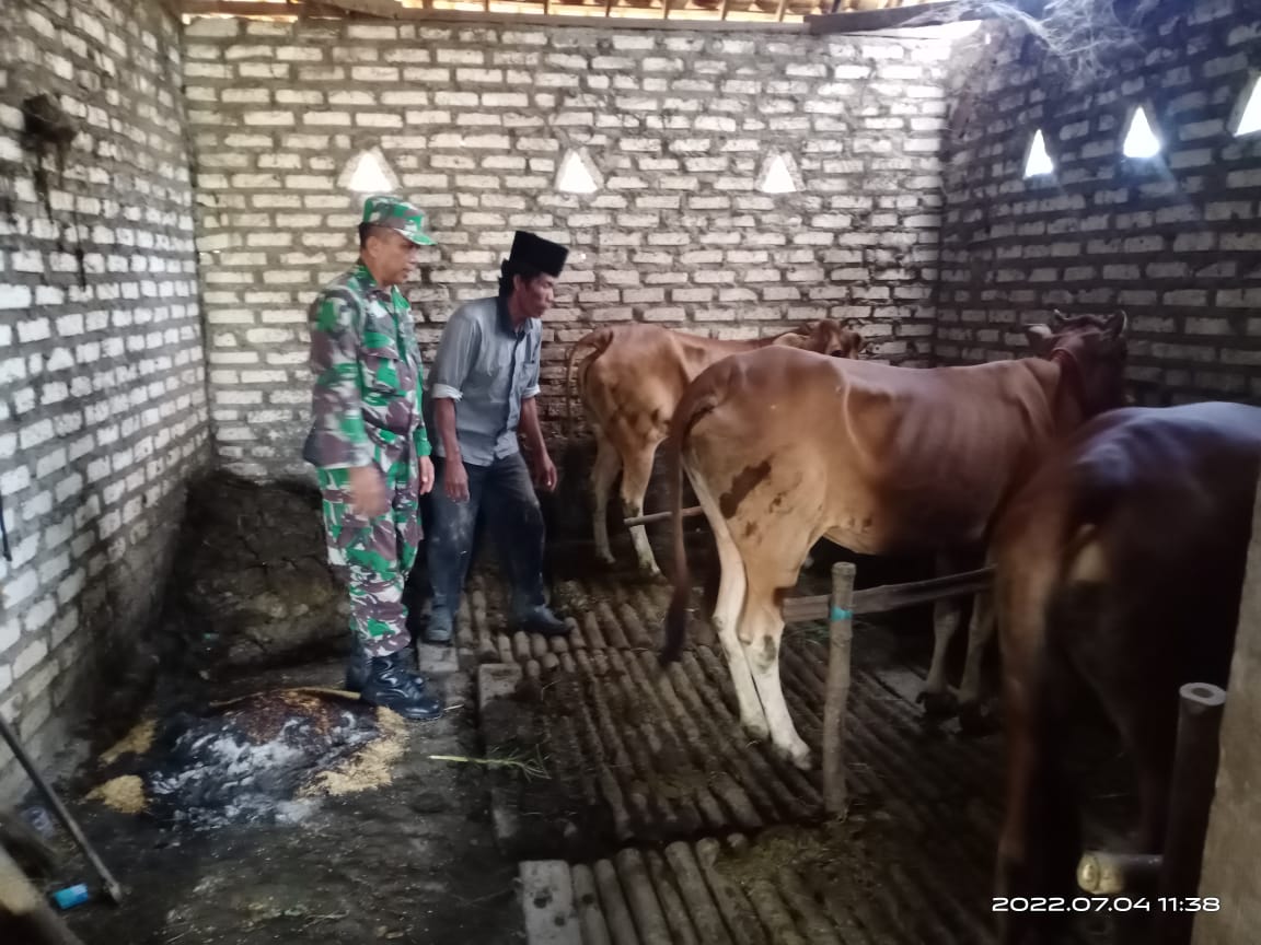 Babinsa Koramil 0826-02 Tlanakan lakukan pengecekan hewan qurban