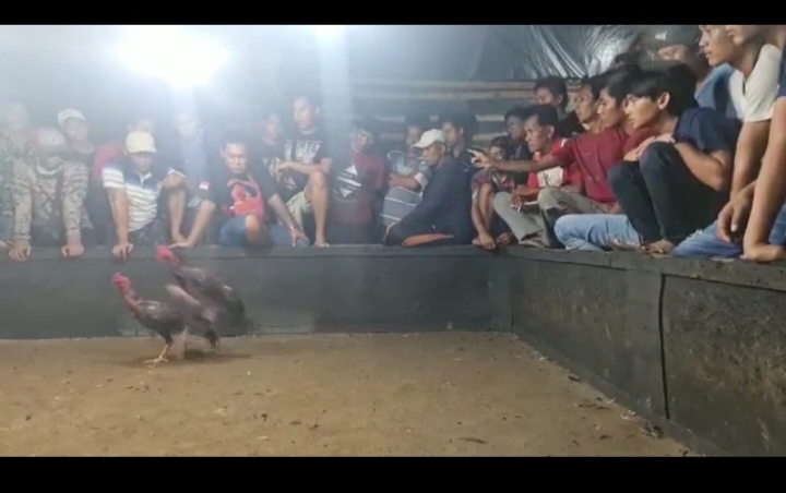 Tangkapan layar rekaman video adu ayam yang beredar di Sampang