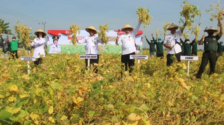 Panen Kedelai bersama Kementrian Pertanian di Bojonegoro