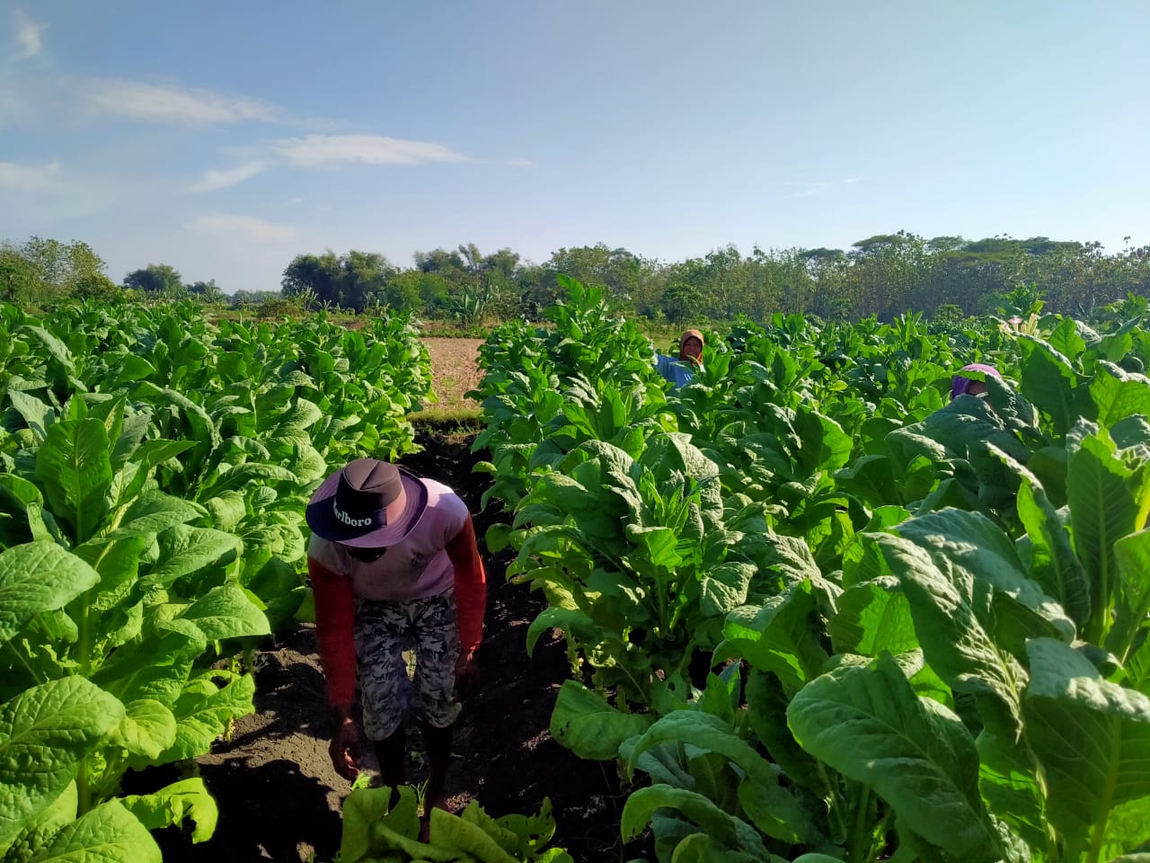 Petani Tembakau Bojonegoro 