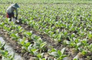 Petani tembakau di Pamekasan