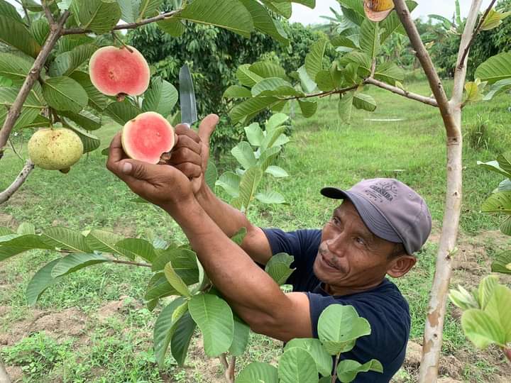 Wisata Jambu Merah Kristal Bojonegoro 