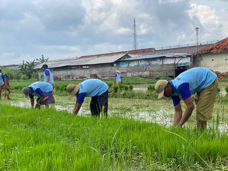 Lapas Kelas II A Pamekasan Tanami Padi Lahan Seluas 1,5 Hektar