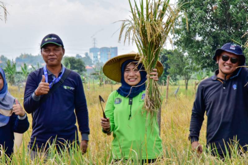 Panen 22,4 Ton Padi di Lahan Milik Pemkot