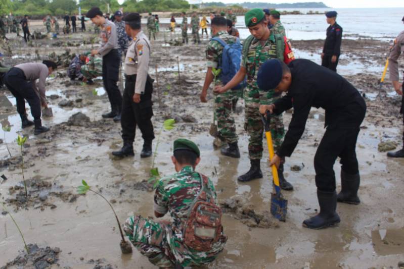 Penanaman pohon Mangrove yang dilakukan oleh Kodim 0826