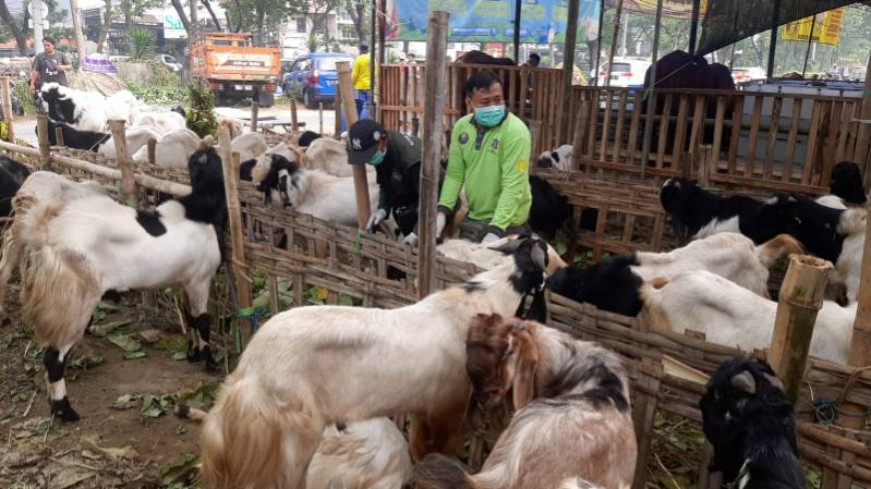 Hewan kurban yang telah memenuhi standar kesehatan di Kota Surabaya