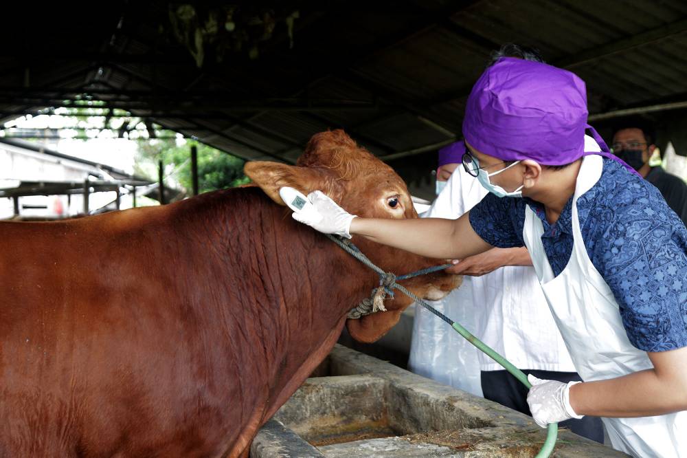 Imbau Warga Tak Buang Limbah Rumen Hewan Kurban di Sungai